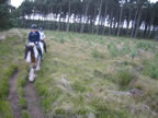 cottage fife horse riding